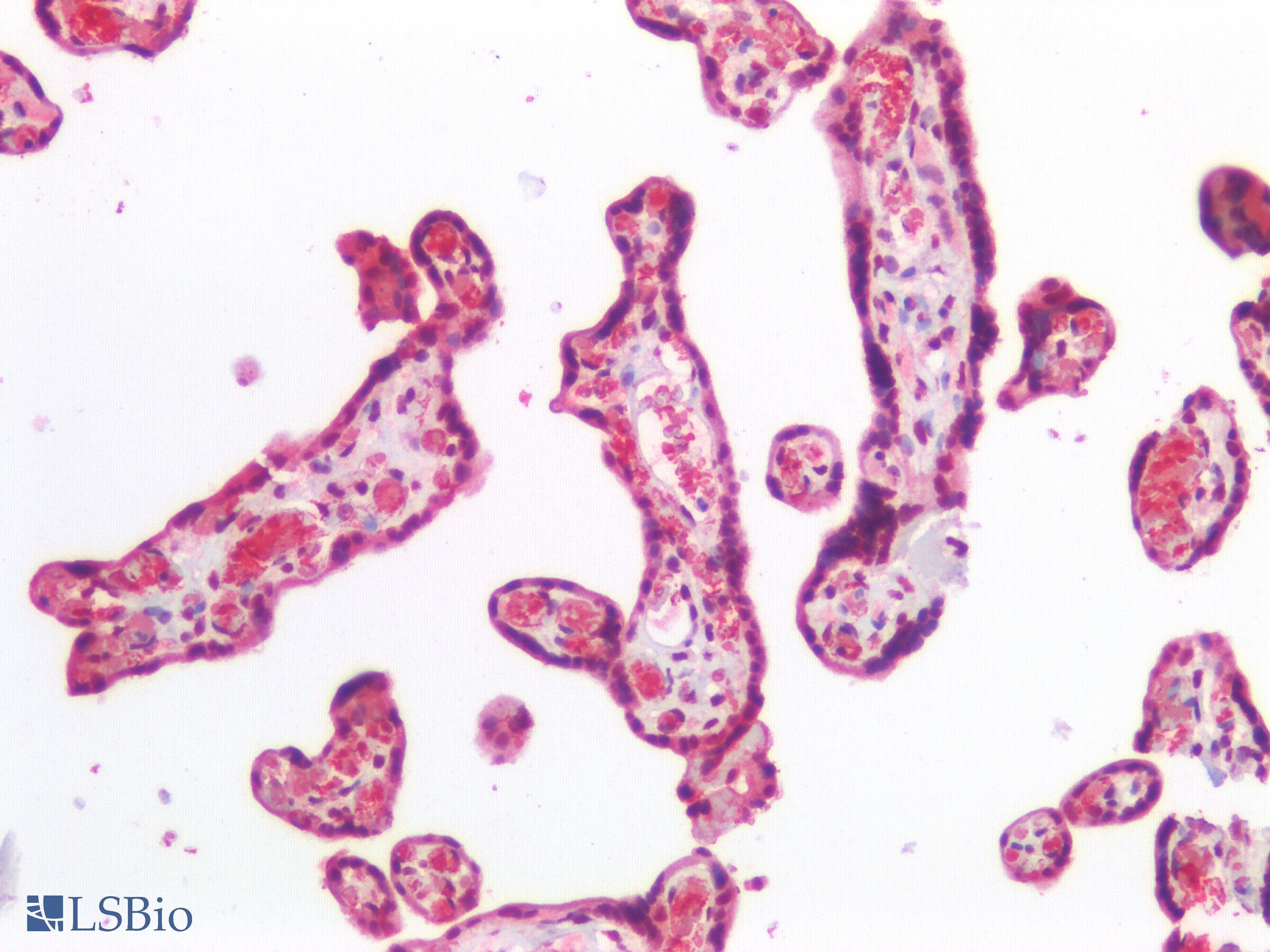 IHC-plus™ HBA2 / Hemoglobin Alpha 2 Antibody