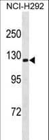 Polyclonal Rabbit anti-Human ATP1A3 Antibody (aa805-833, WB)