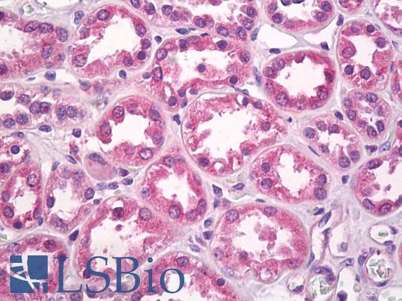IHC-plus™ FGF1 / Acidic FGF Antibody