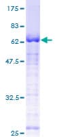 Human USF1 / USF Protein (Recombinant GST)