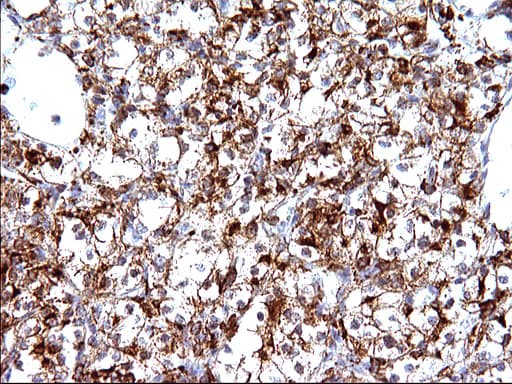Monoclonal Mouse anti-Human SCAMP2 Antibody (clone OTI1H10, IHC, WB)