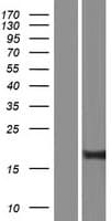 WRB Protein (Over-Expression Lysate Myc-DDK (Flag))