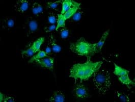 SLFNL1 Antibody (clone OTI4F7, Carrier-free)