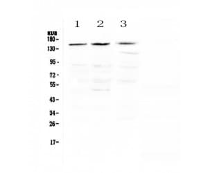 NTRK1 / TrkA Antibody