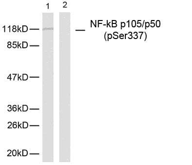 NFKB1 / NF-Kappa-B Antibody (phospho-Ser337)