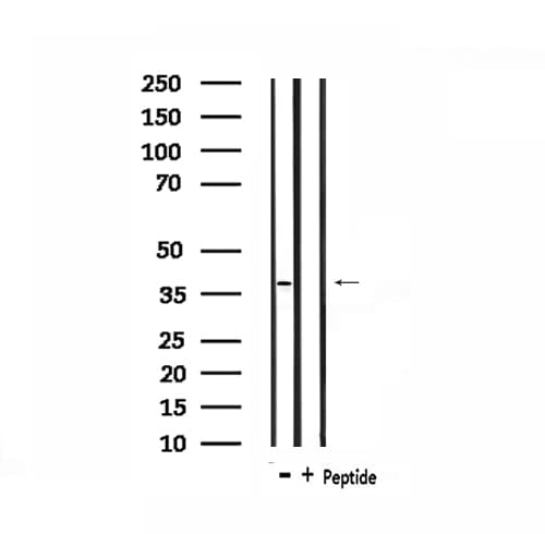 Polyclonal Rabbit anti-Human TEF Antibody (IF, WB)