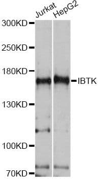 IBTK Antibody