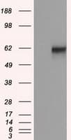 NPR3 Antibody (clone OTI11H5)