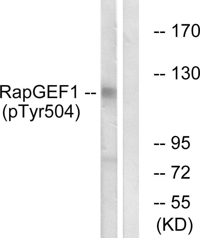 Polyclonal Rabbit anti-Human RAPGEF1 Antibody (phospho-Tyr504, WB)