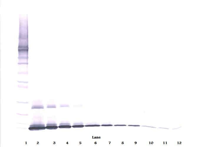 IL7 Antibody (Biotin)
