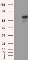 ARNTL / BMAL1 Antibody (clone OTI3G9)