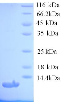 Human AGTR1 / AT1 Receptor Protein (Recombinant 6His, N-terminus)