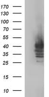 SHBG Antibody (clone OTI1A6, Carrier-free)