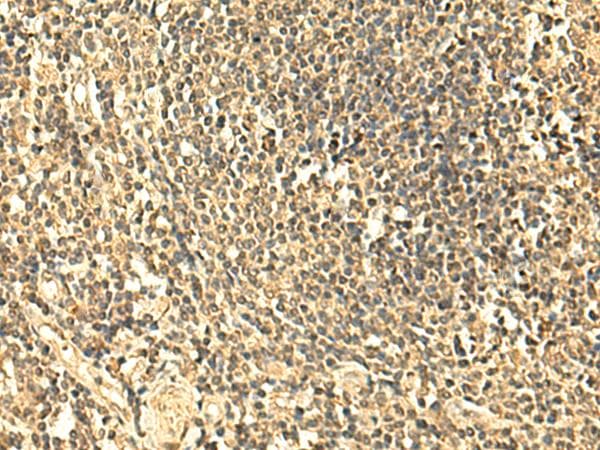 UNKL Antibody