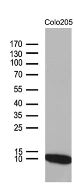 NDUFA4L2 Antibody (clone OTI5C10)