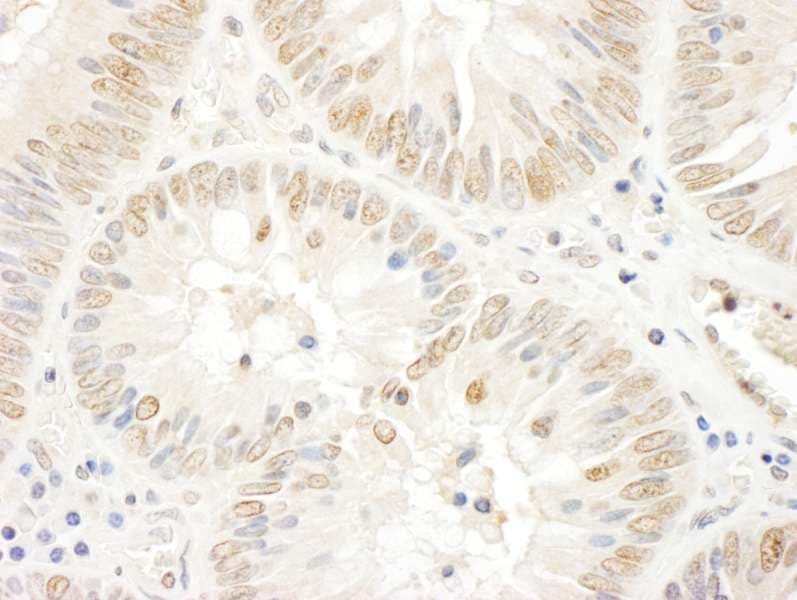 NOLC1 Antibody (aa1-50)