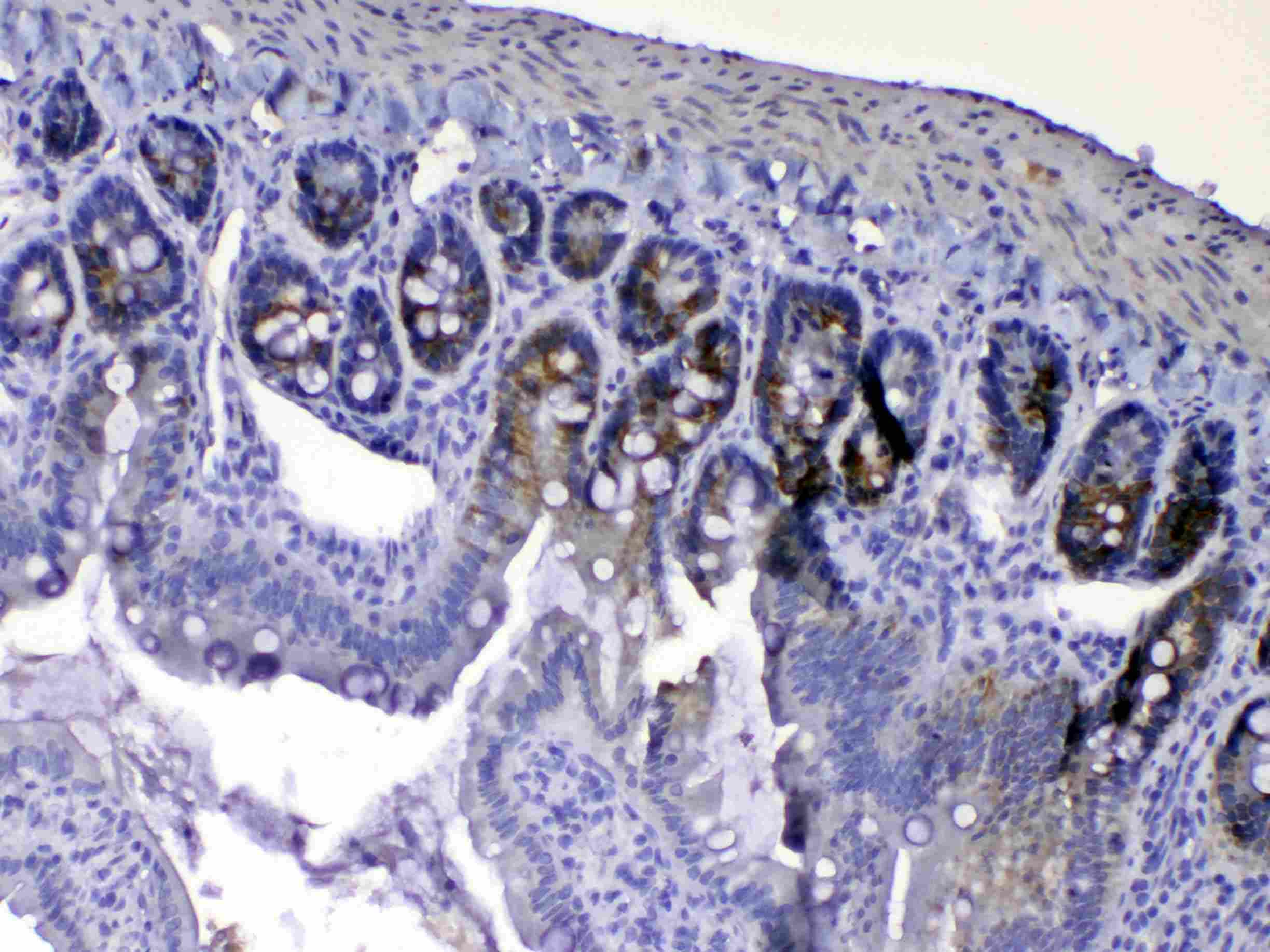 Polyclonal Rabbit anti-Rat EGF Antibody (IHC, WB)