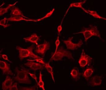 EFNA4 / Ephrin A4 Antibody