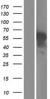 Complement C1RL Protein (Over-Expression Lysate Myc-DDK (Flag))