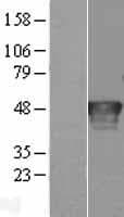 RNH1 Protein (Over-Expression Lysate Myc-DDK (Flag))