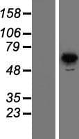 PNKP Protein (Over-Expression Lysate Myc-DDK (Flag))
