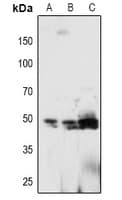 PTP1B Antibody