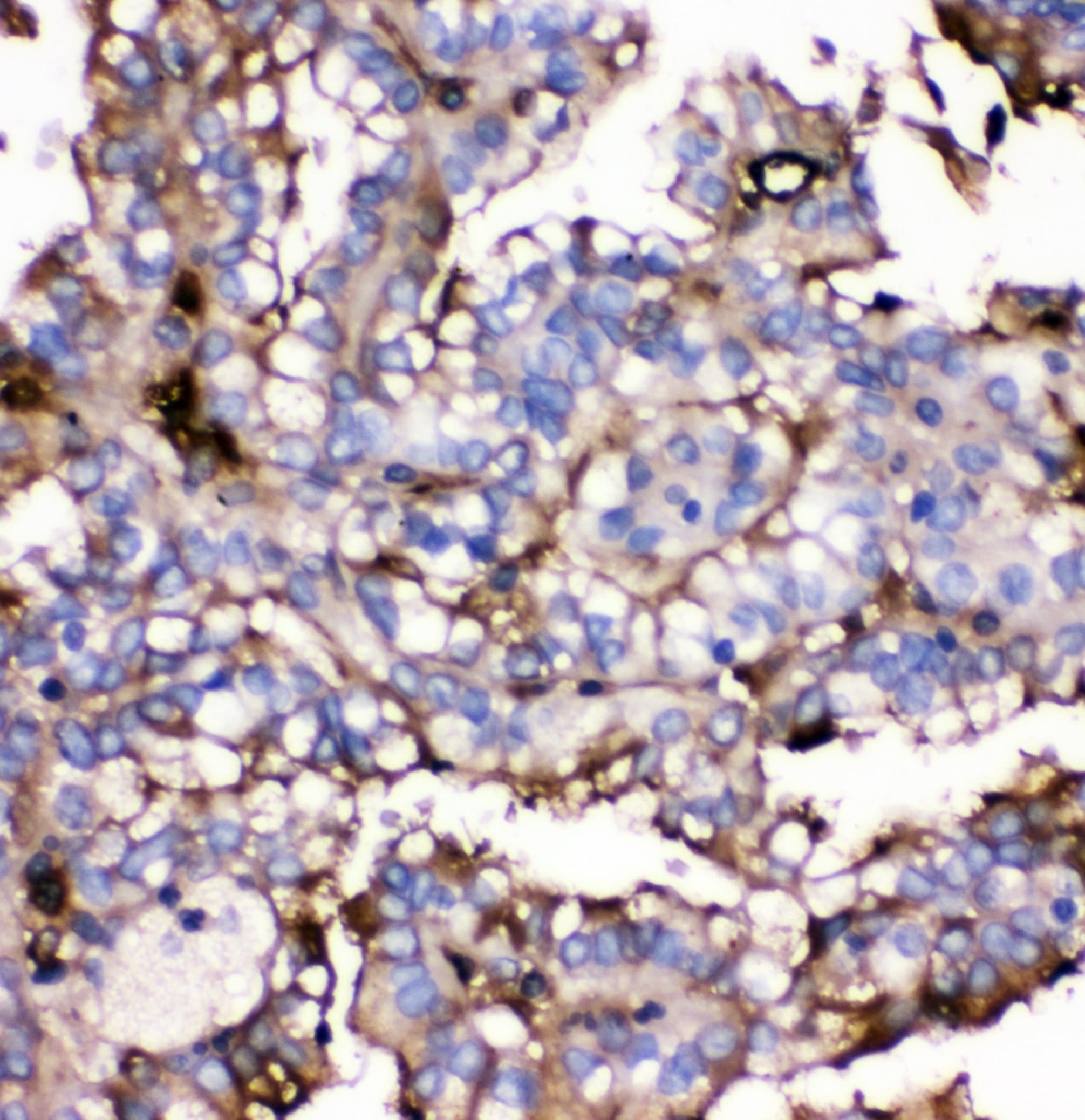 SLC2A9 / GLUT9 Antibody (aa262-297)