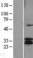 CYC1 / Cytochrome C-1 Protein (Over-Expression Lysate Myc-DDK (Flag))