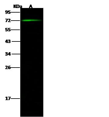 Polyclonal Rabbit anti-Human CNOT6 Antibody (Preservative Free, WB)