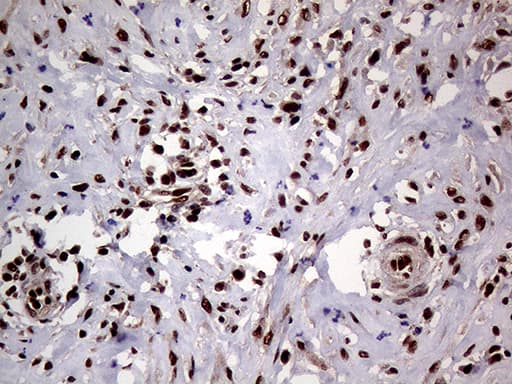 SSU72 Antibody (clone OTI2E2)