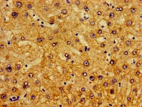 Pirin / PIR Antibody