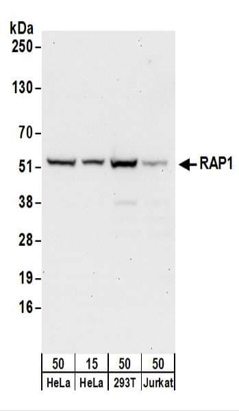 IHC-plus™ TERF2IP / RAP1 Antibody