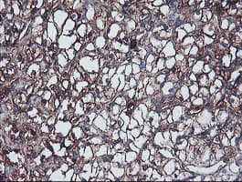 JCHAIN / Ig J Chain Antibody (clone OTI3F8, Carrier-free)