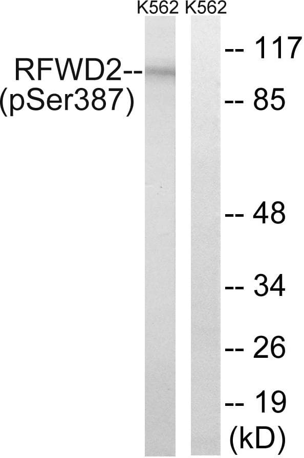 RFWD2 / COP1 Antibody (phospho-Ser387)
