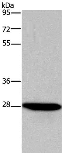 FGF17 Antibody