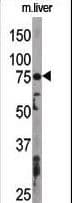 Apg7 / ATG7 Antibody (aa494-523)
