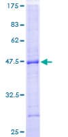 Human PTPN22 / PEP Protein (Recombinant GST)