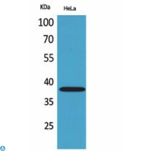 KIR2DL3 / CD152B2 Antibody