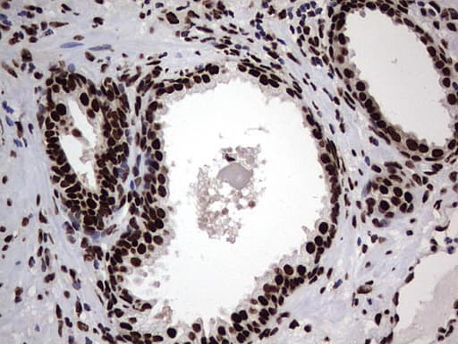 HNRNPL / hnRNP L Antibody (aa270-502, clone OTI9G7, Carrier-free)