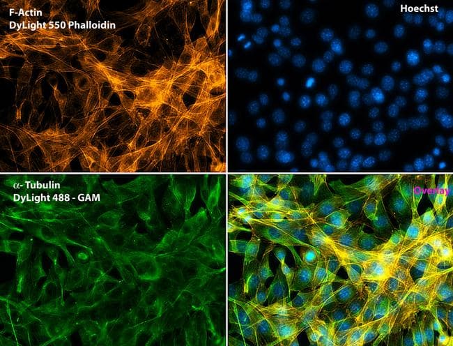 Alpha Tubulin Antibody (Amino Acid: 65-97, clone TU-01)