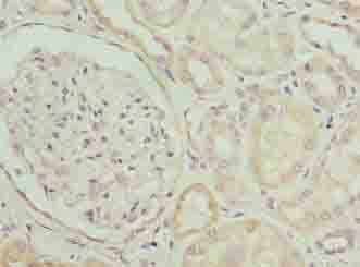 ZBTB8OS Antibody