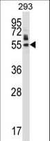HEXIM1 Antibody (aa18-46)