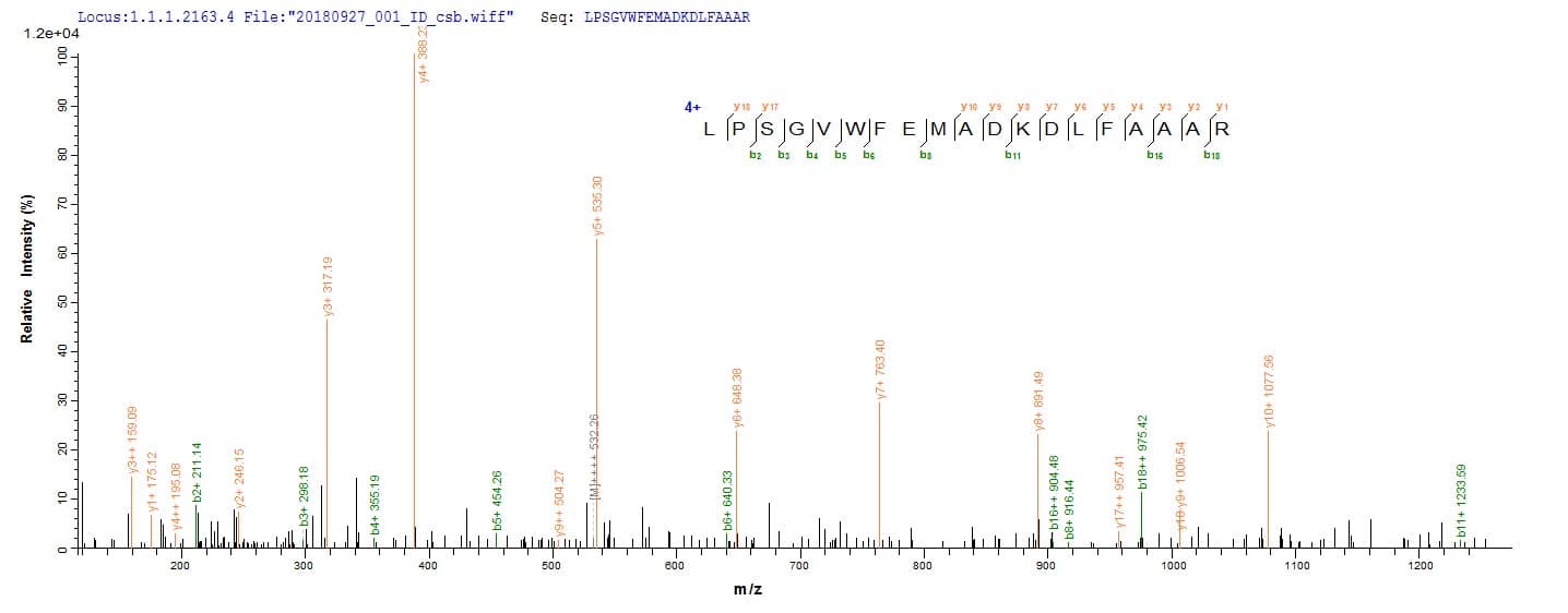 Vesicular Stomatitis Virus VSIV gG Protein (Recombinant 10His, N-terminus + Myc, C-terminus)