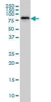 SSH3 Antibody (clone 6F9)