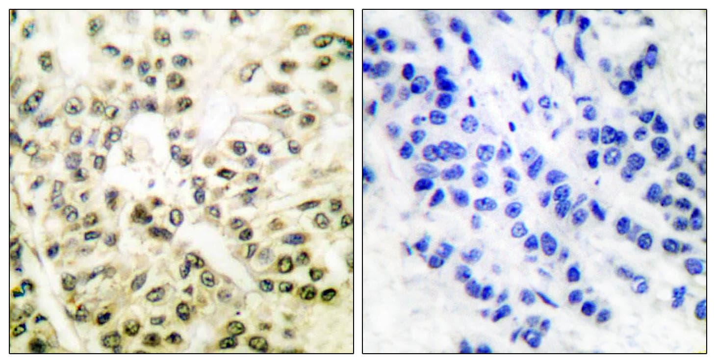 CREB1 / CREB Antibody (p133)