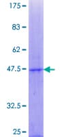 Human POFUT1 Protein (Recombinant GST)