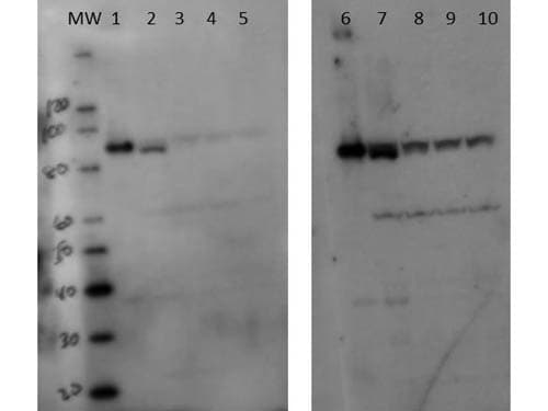 SETDB2 Antibody