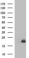 PLA2G16 / HRASLS3 Antibody (clone OTI1E9)