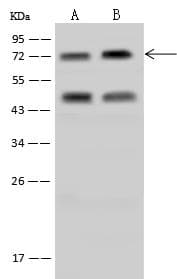Polyclonal Rabbit anti-Human RANBP3 Antibody (IHC, IF, WB)