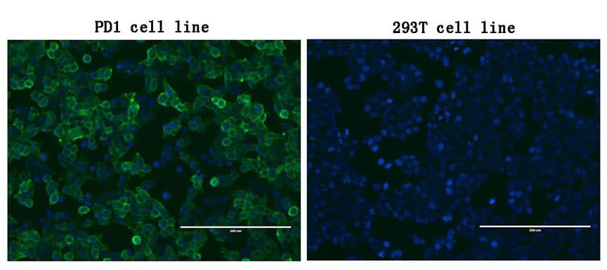 Monoclonal Mouse anti-Human PDCD1 / CD279 / PD-1 Antibody (clone OTI17F7, IF, WB)